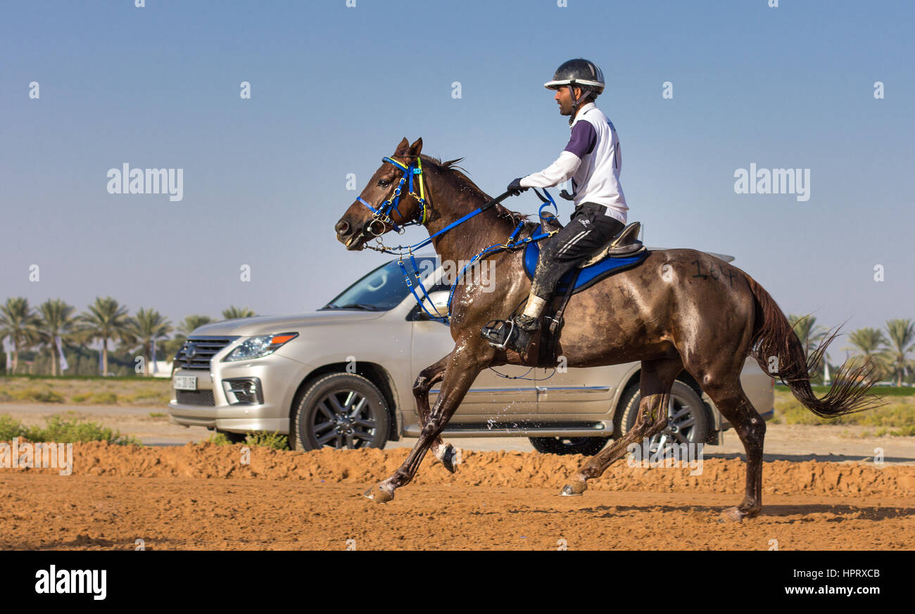 Dubaï, Émirats arabes unis - Dec 19, 2014 : le cavalier et son cheval participant à une course d'endurance du désert. Banque D'Images