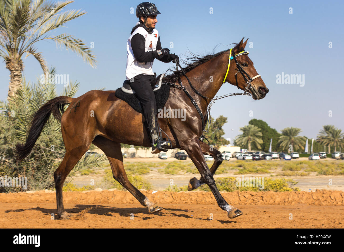 Dubaï, Émirats arabes unis - Dec 19, 2014 : le cavalier et son cheval participant à une course d'endurance du désert. Banque D'Images