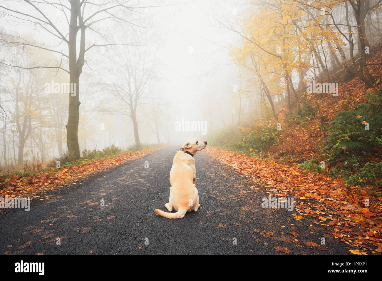 Chien seul dans le brouillard mystérieux en automne. Labrador retriever attendant sur la route rurale. Banque D'Images