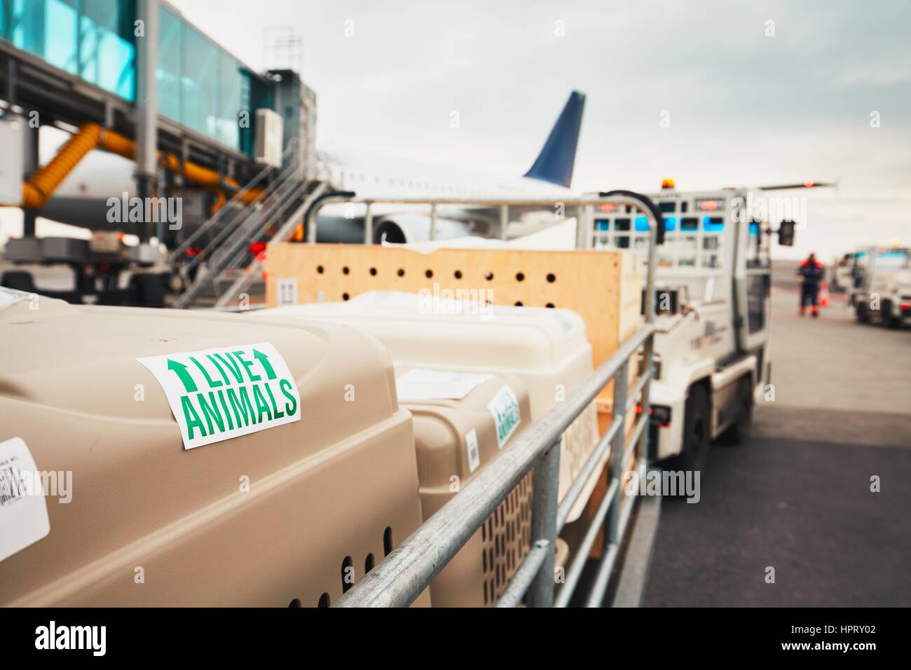 Les chiens qui voyagent par avion. Les boîtes avec les animaux vivants à l'aéroport. Banque D'Images