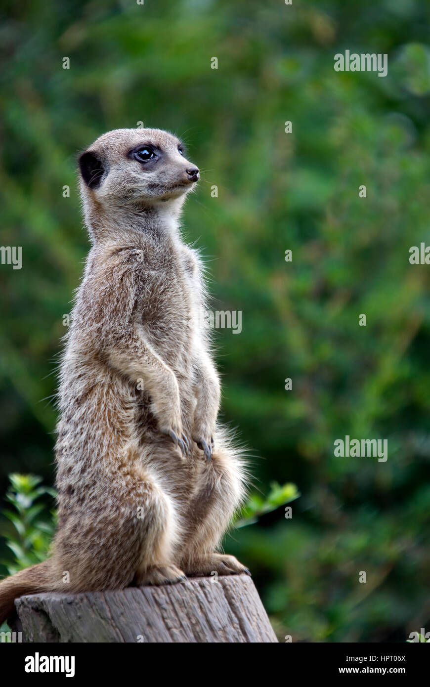 Meerkat assis sur une souche d'arbre - Lynx lynx Banque D'Images