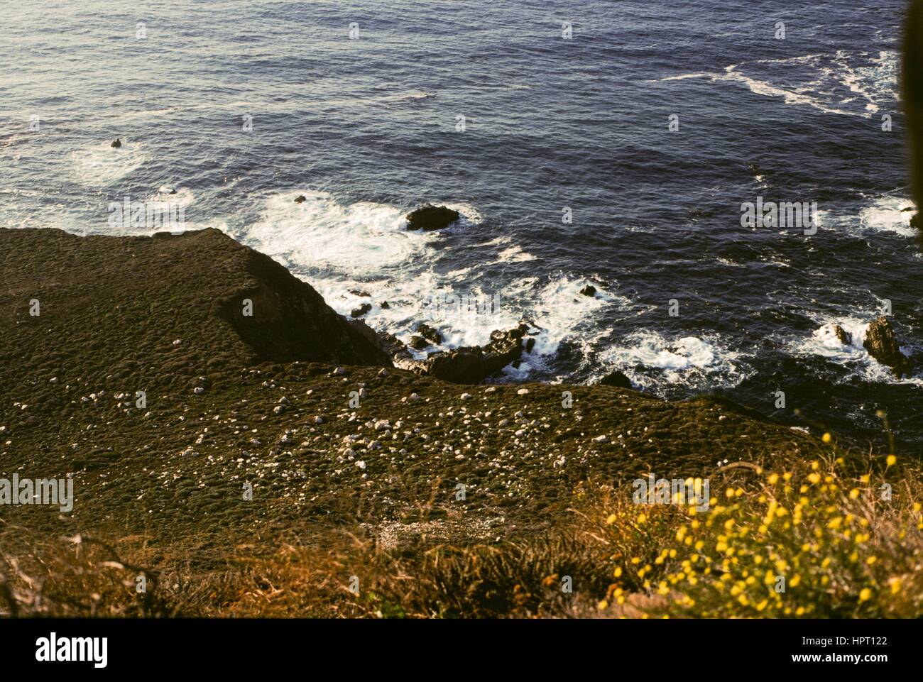 Briser les vagues sur une côte, avec la moutarde jaune fleurs visible au premier plan, près de Big Sur, Californie, 1978. Banque D'Images