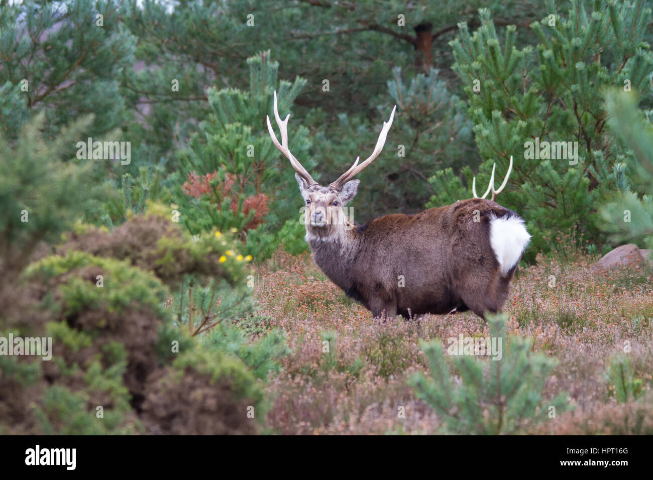 Le cerf sika (Cervus nippon) aussi connu comme le chevreuil ou le cerf japonais Banque D'Images