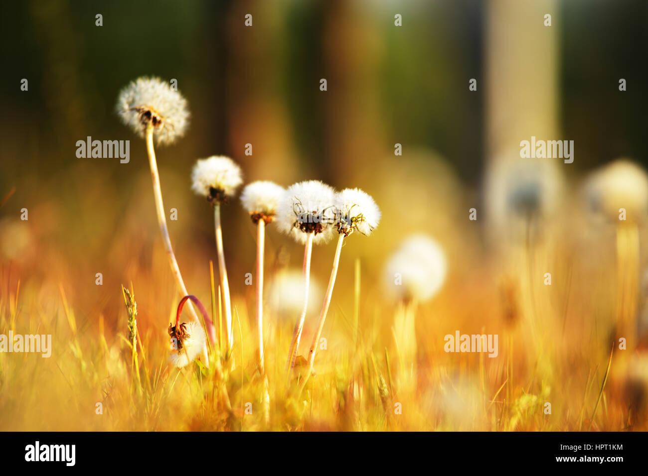 Pissenlit blanc dans la lumière du soleil du soir avec arrière-plan flou Banque D'Images