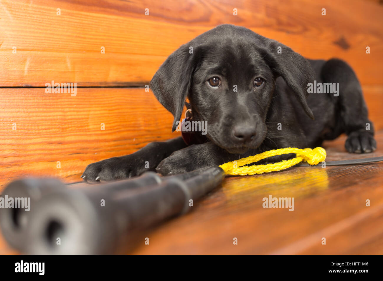 Un chiot labrador noir joue avec ses jouets sur un banc dans le parc Banque D'Images