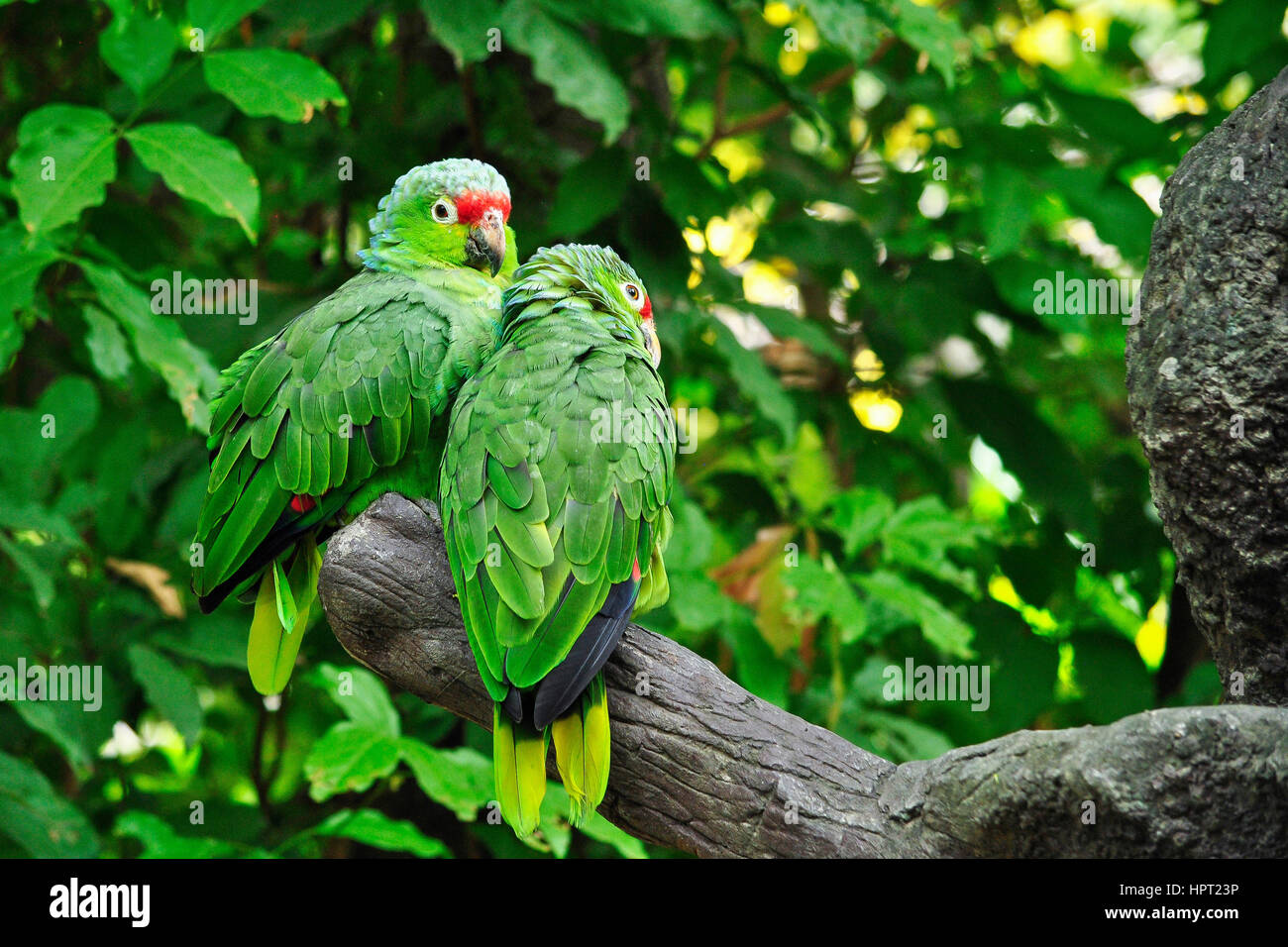 Un couple de rouge-lored perroquets (Amazona autumnalis). Parc historique de Guayaquil. L'Équateur Banque D'Images