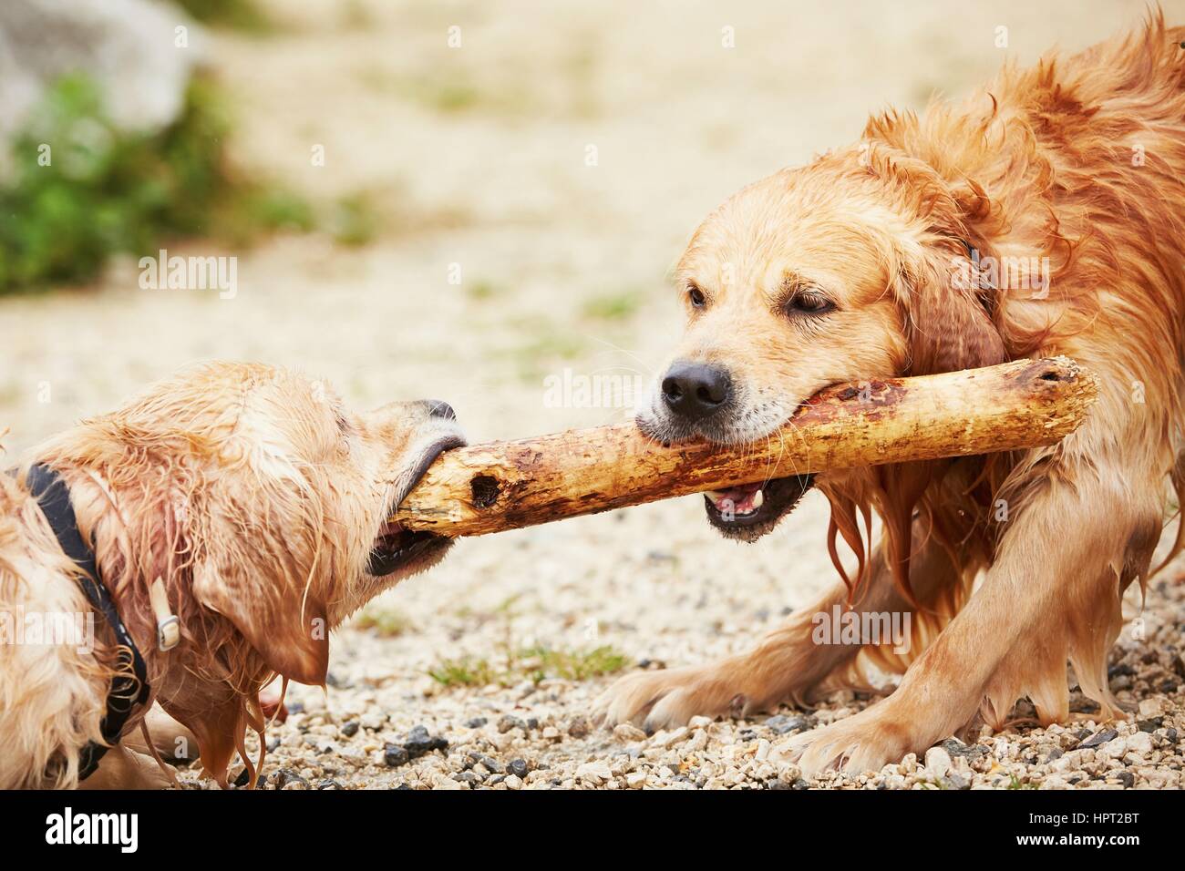 Deux golden retrievers chiens jouent avec stick. Banque D'Images