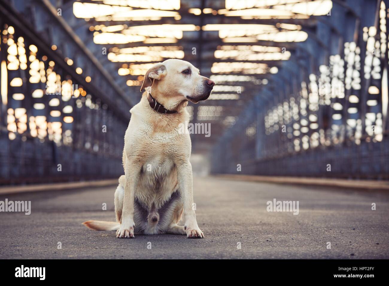 Labrador Retriever jaune est en attente sur le vieux pont Banque D'Images