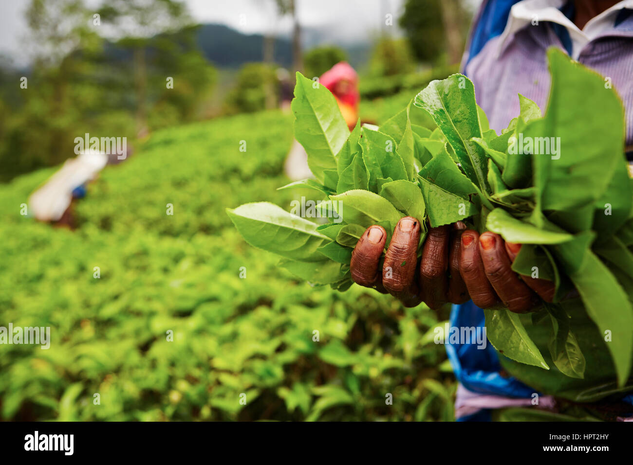Mains de femmes de la plantation de thé - Sri Lanka Banque D'Images
