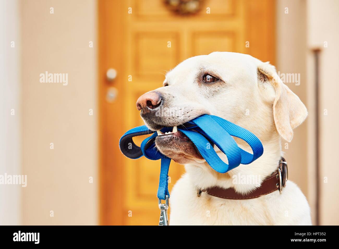Labrador retriever avec laisse est en attente de marche. Banque D'Images