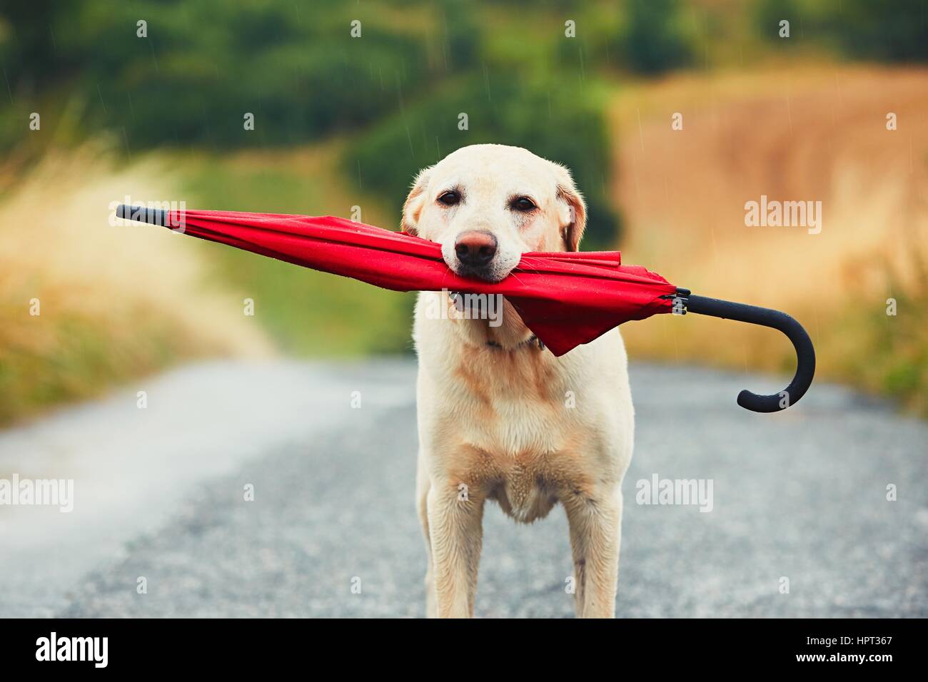 Chien obéissant à des mauvais jours. Adorable labrador retriever est maintenant parapluie rouge dans la bouche et en attente de son propriétaire dans la pluie. Banque D'Images