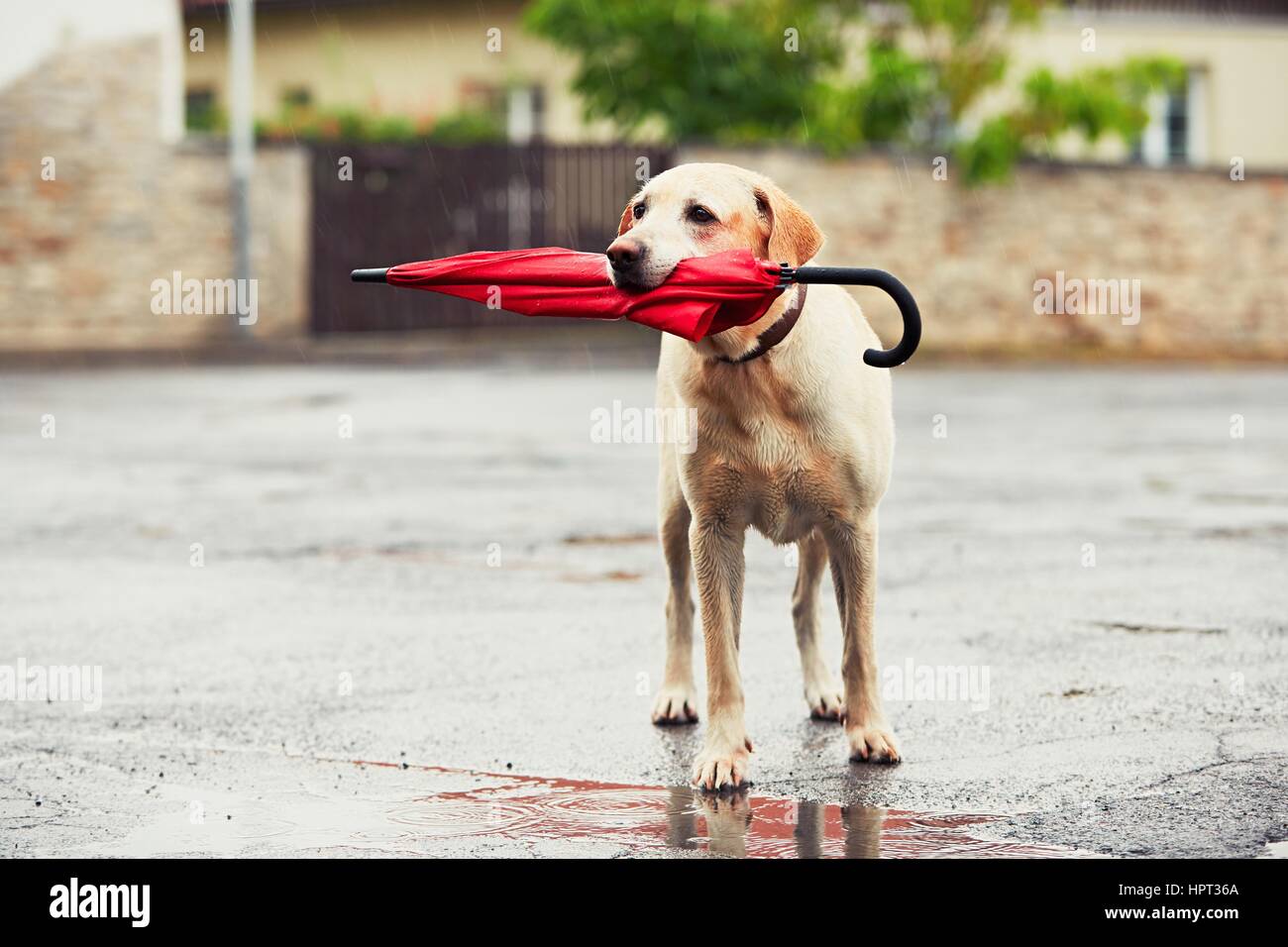 Chien obéissant à des mauvais jours. Adorable labrador retriever est maintenant parapluie rouge dans la bouche et en attente de son propriétaire dans la pluie. Banque D'Images
