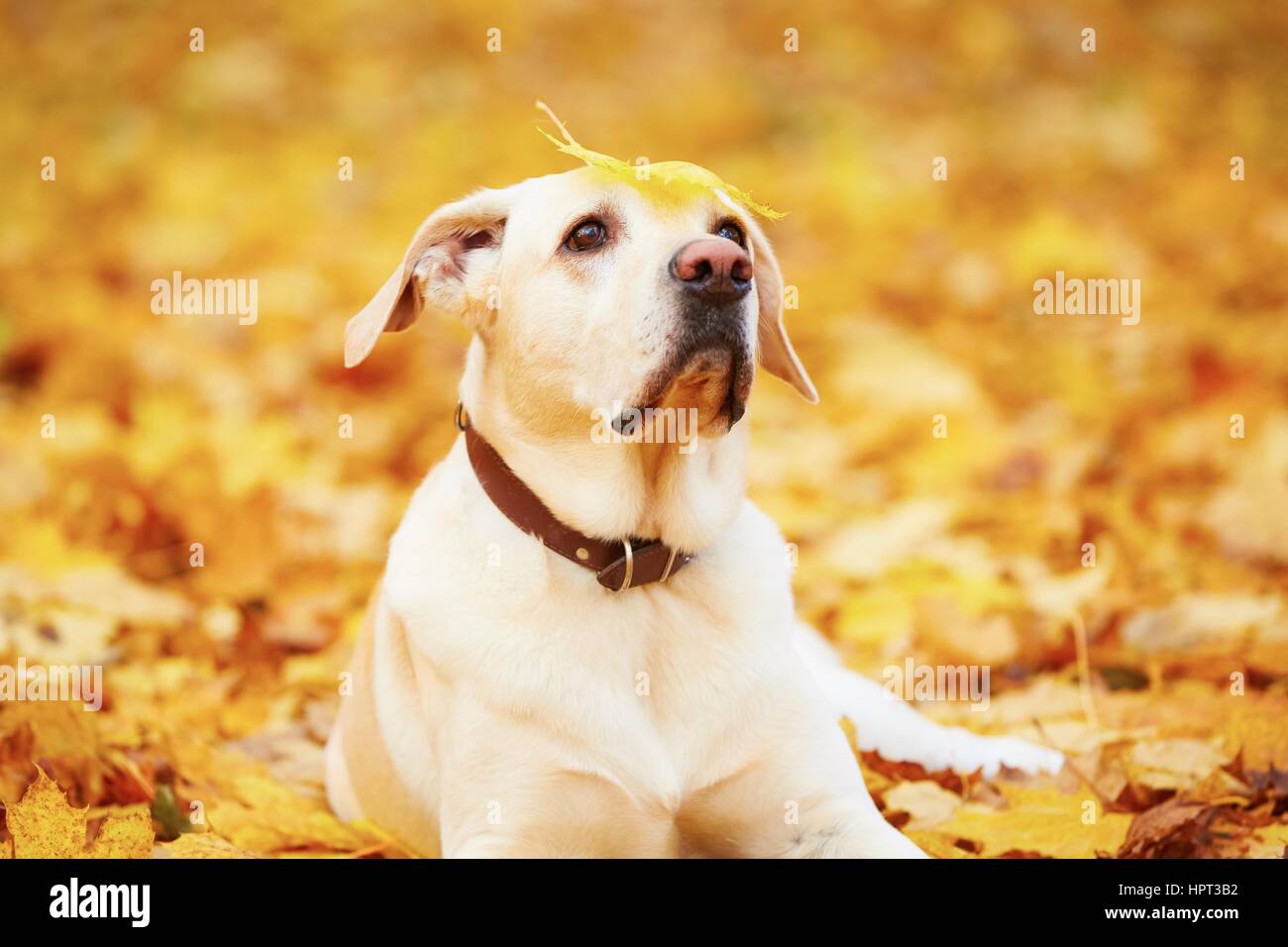 Labrador retriever est de jouer dans les feuilles en automne Banque D'Images