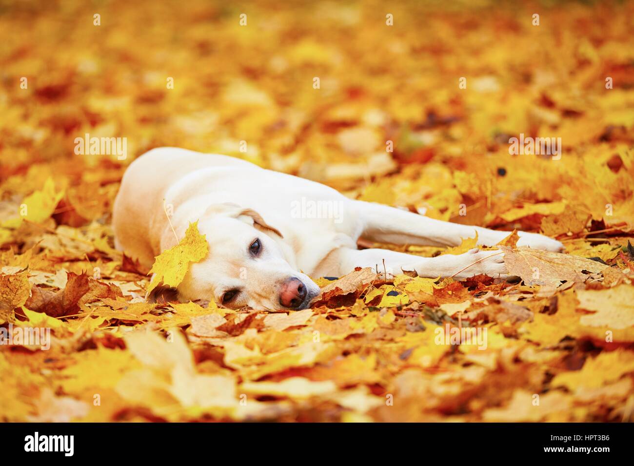 Labrador retriever est de jouer dans les feuilles en automne Banque D'Images