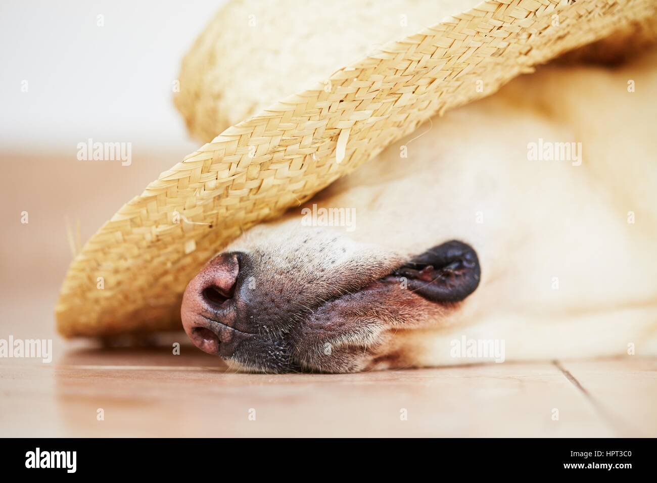 Labrador retriever est posant avec chapeau de paille Banque D'Images