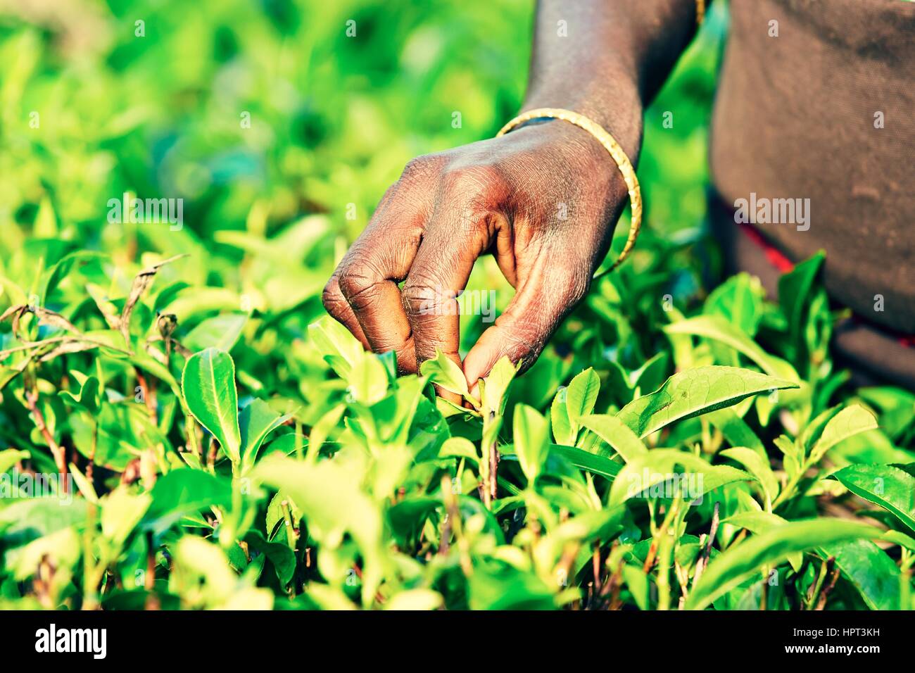 Mains de femmes de la plantation de thé - Sri Lanka Banque D'Images