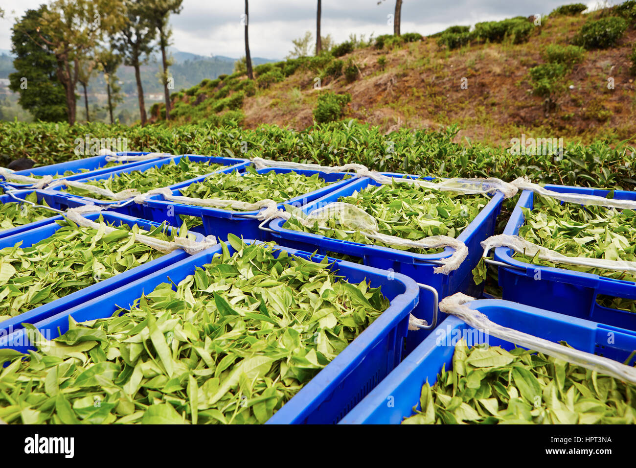 Les feuilles de thé vert dans les boîtes bleues au Sri Lanka Banque D'Images