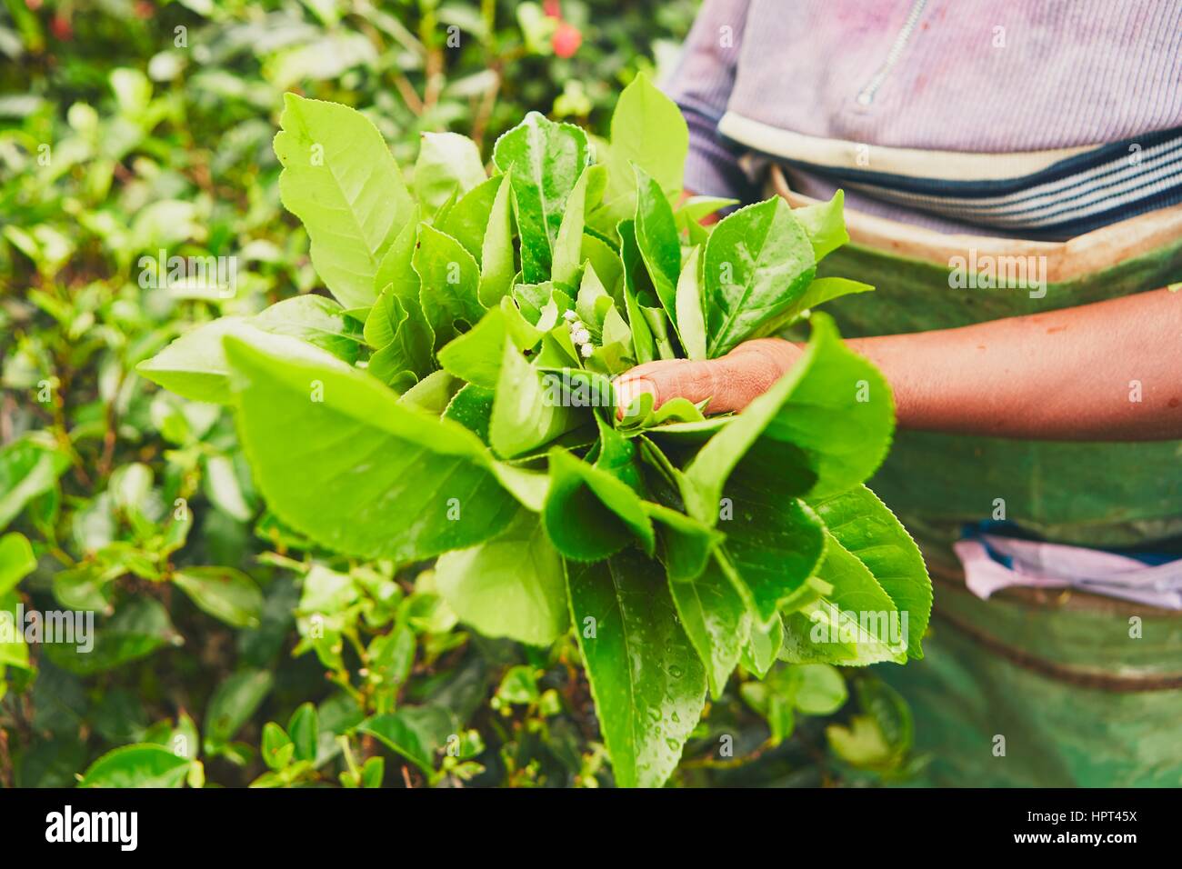 Picker de la plantation de thé de feuilles de thé fraîchement holding - Nuwara Eliya, Sri Lanka Banque D'Images