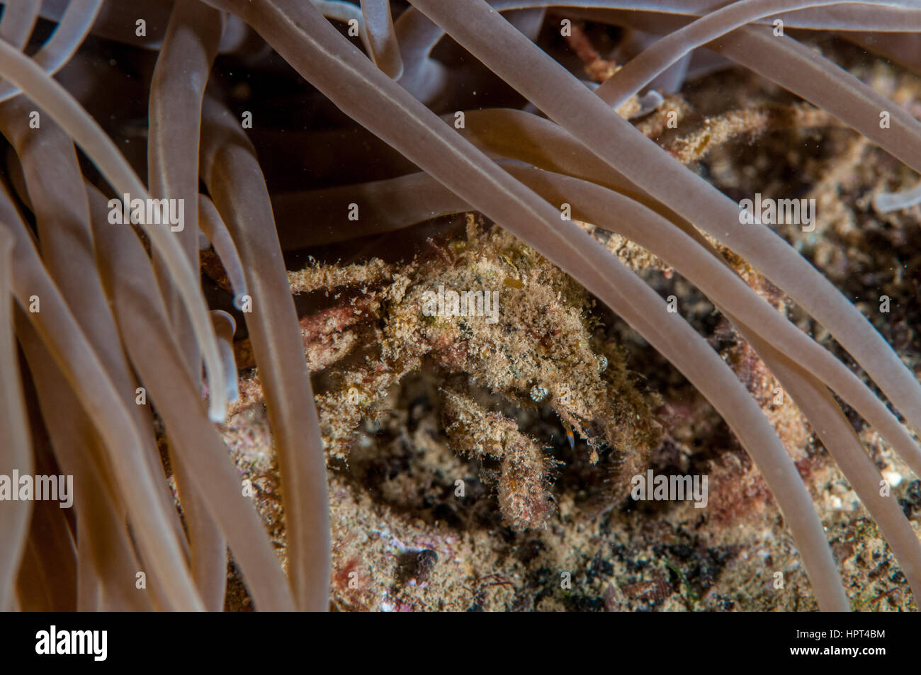 Araignée de mer anémone (Inachus phalangium), l'Escala, Costa Brava, Catalogne, Espagne Banque D'Images
