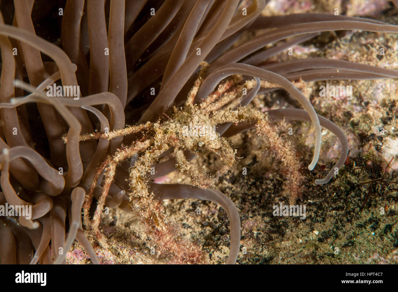 Araignée de mer anémone (Inachus phalangium), l'Escala, Costa Brava, Catalogne, Espagne Banque D'Images