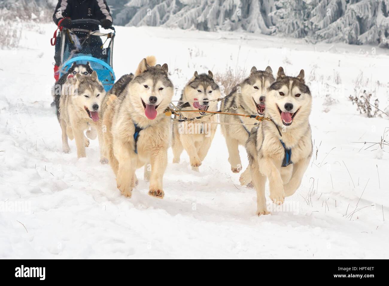 La Race de chiens de Banque D'Images