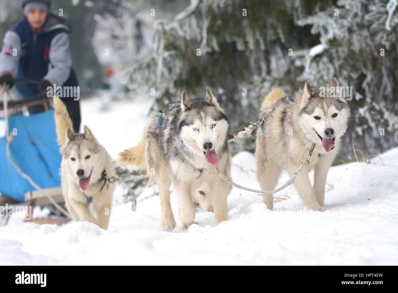 La Race de chiens de Banque D'Images