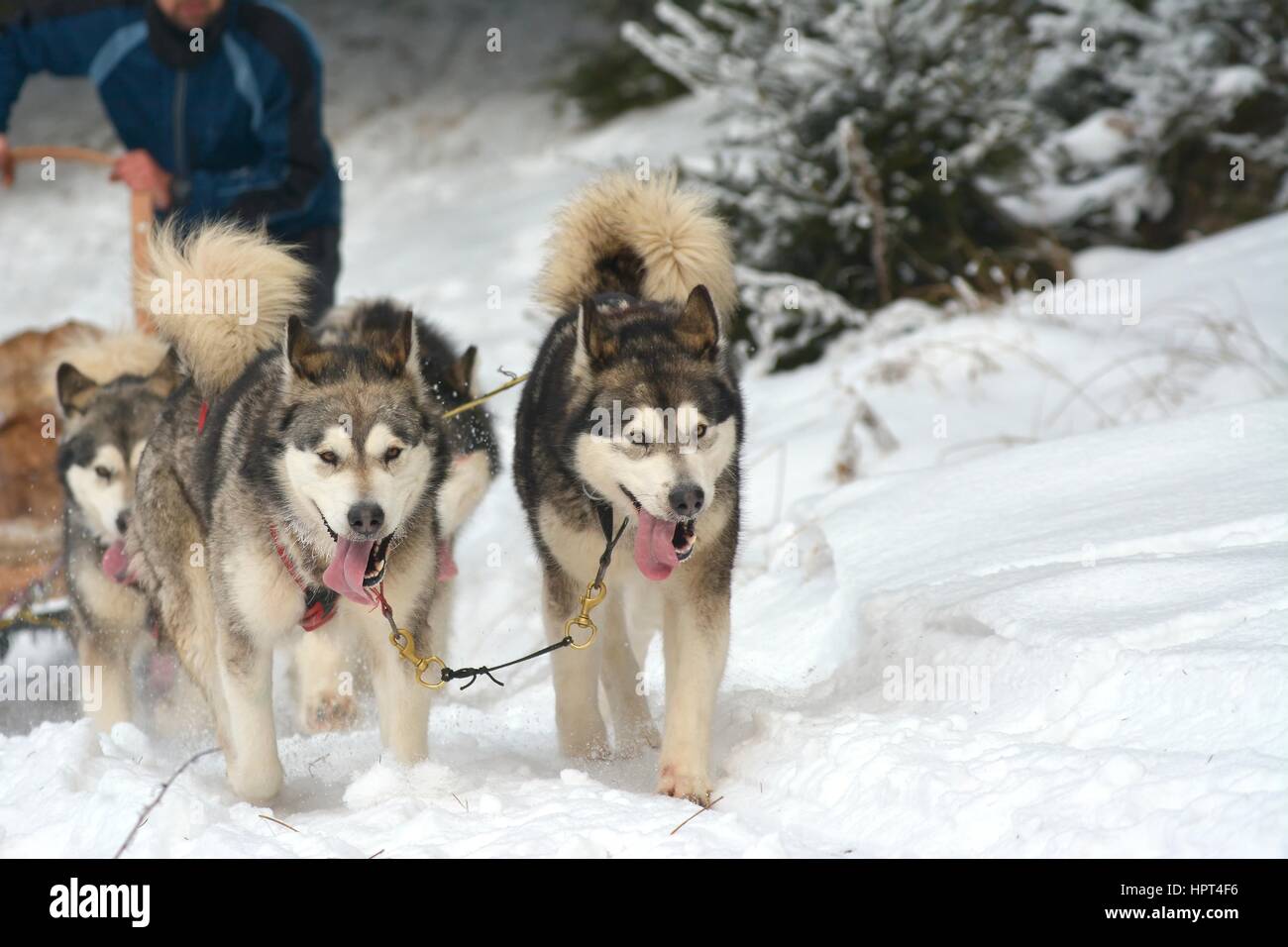 Musher attelage conducteur et Husky Sibérien à neige Hiver concours course en forêt Banque D'Images