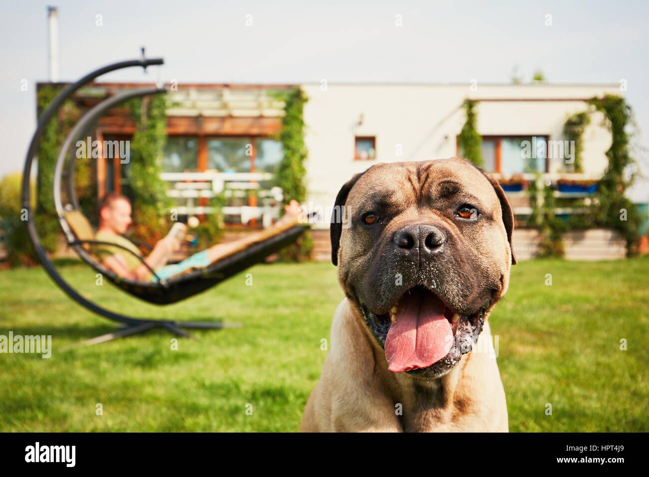 Young man reading book (apprentissage) dans le swing et grand chien reposant sur le jardin de la maison familiale moderne. Banque D'Images