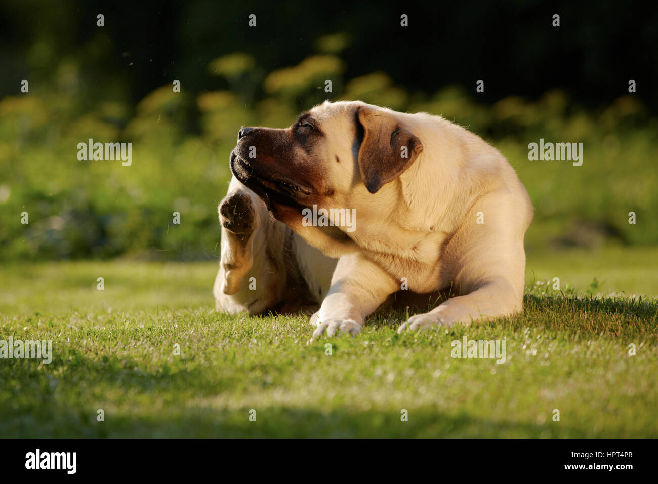 Mastiff se gratte derrière l'oreille - copy space Banque D'Images