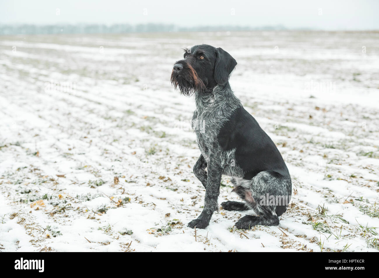 Braque Allemand assis sur le terrain couvert de neige Banque D'Images