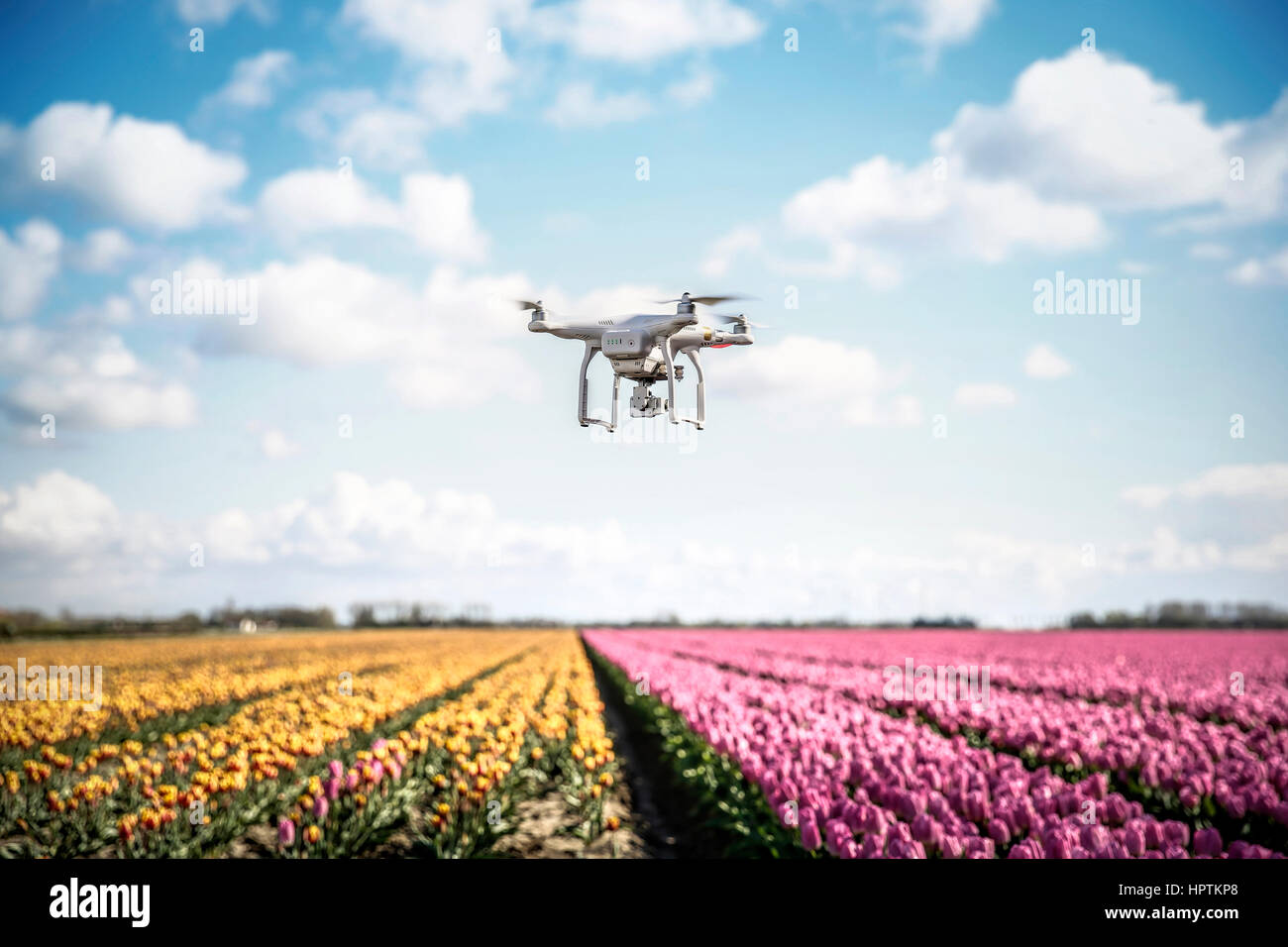 Pays-bas, drone avec caméra survolant les champs de tulipes Banque D'Images