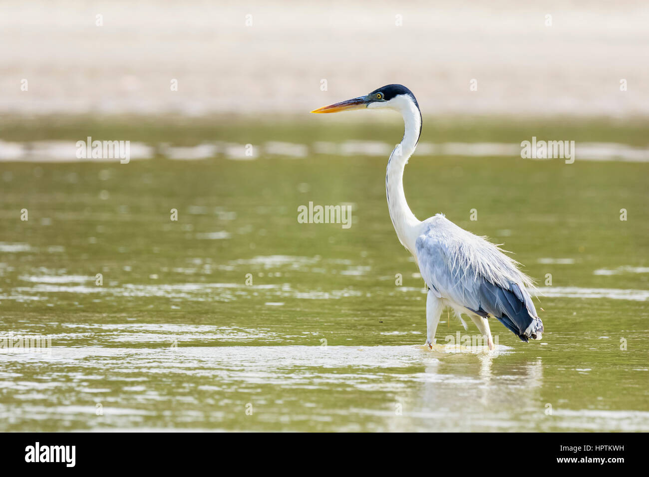 Pérou, parc national de Manu, Héron Cocoi pataugeant dans l'eau de rivière Manu Banque D'Images