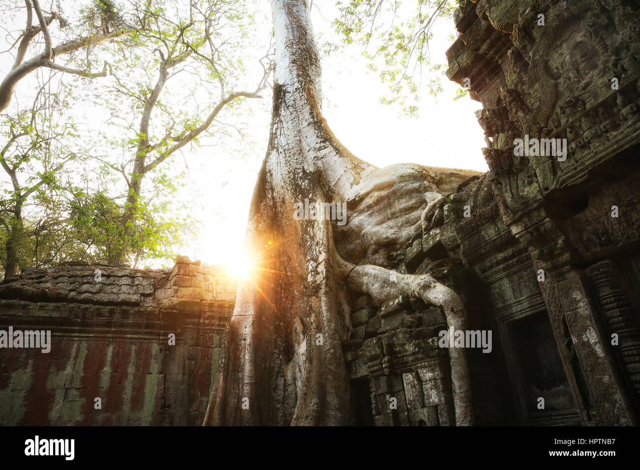 Cambodge, Angkor, Ta Prohm temple, lieu de tournage de Tomb Raider Banque D'Images