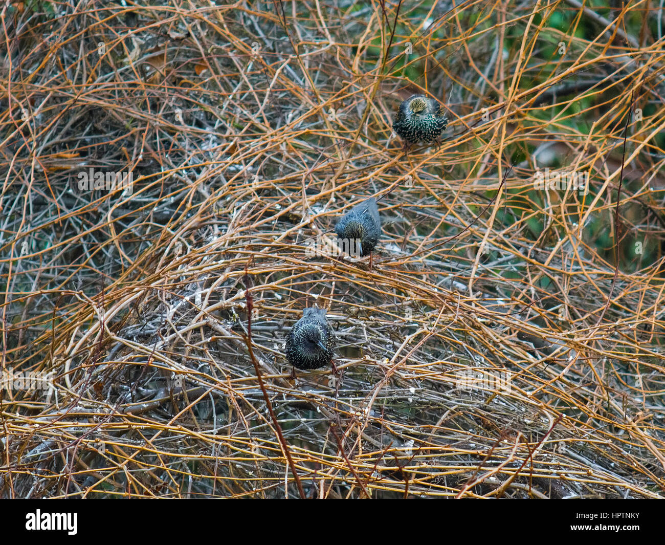 Starling aller dans le trois branches d'un raisin Banque D'Images