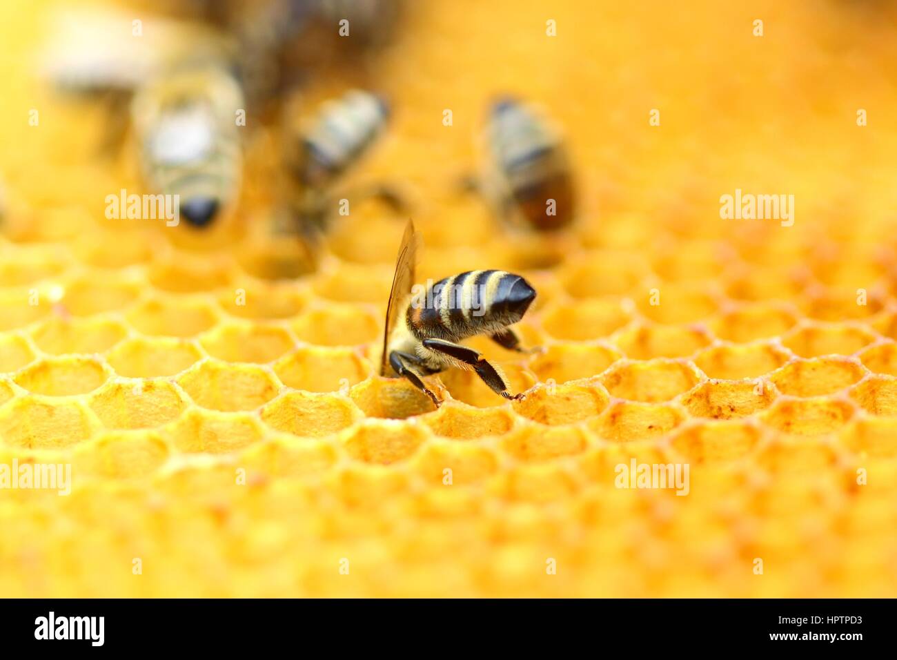 Nid d'abeilles en travailleurs Banque D'Images