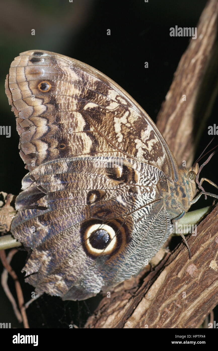 Papillon Caligo eurilochus Owl Banque D'Images