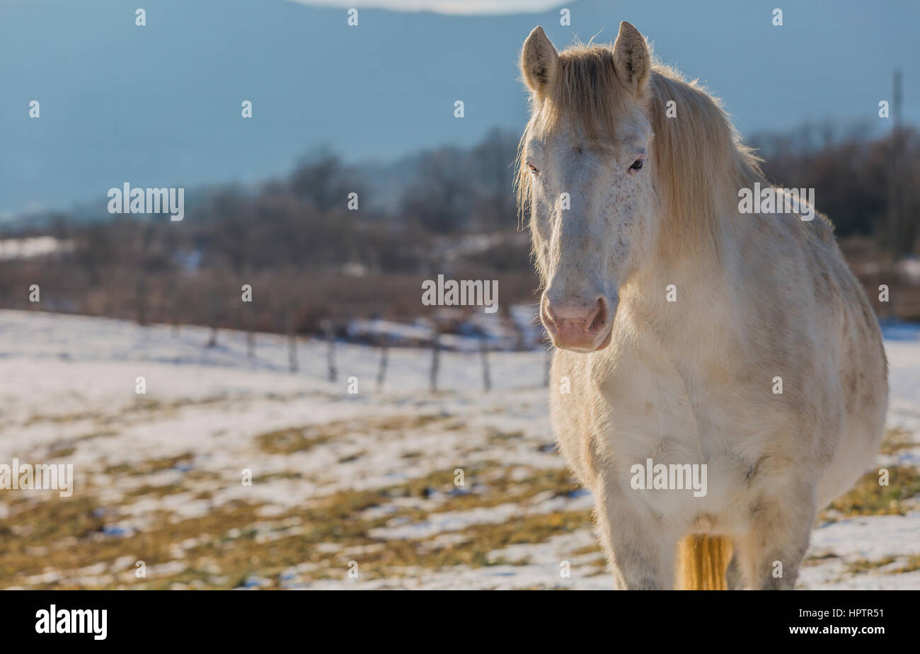 Cheval blanc sur la neige Banque D'Images