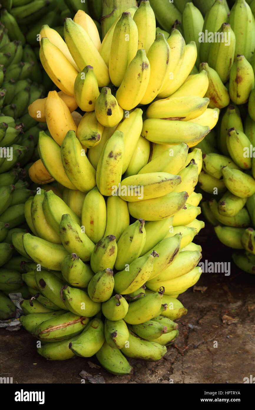 Grand groupe de bananes Banque D'Images