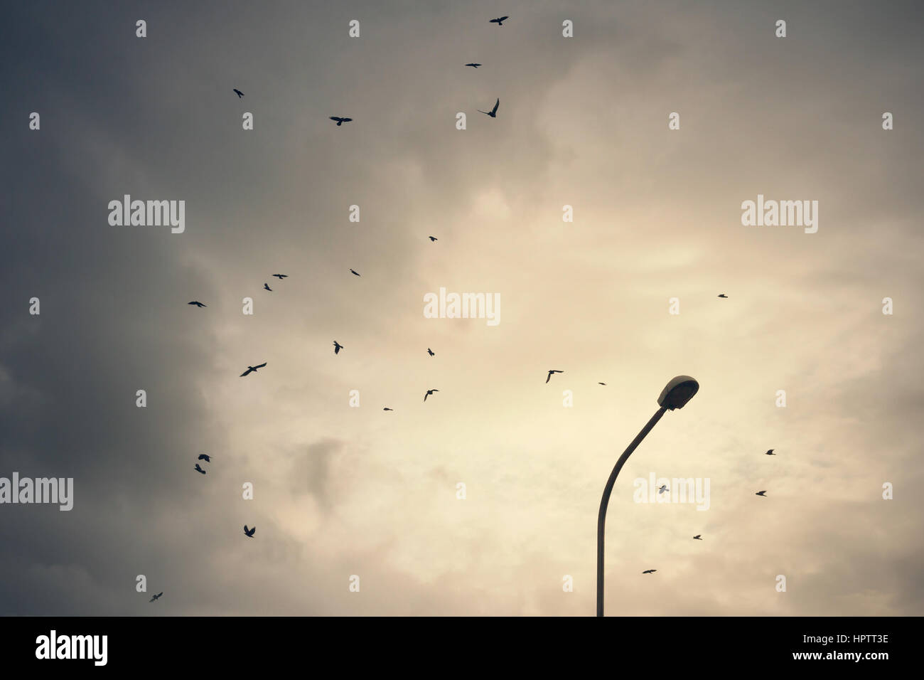 Les oiseaux sur ciel nuageux Banque D'Images