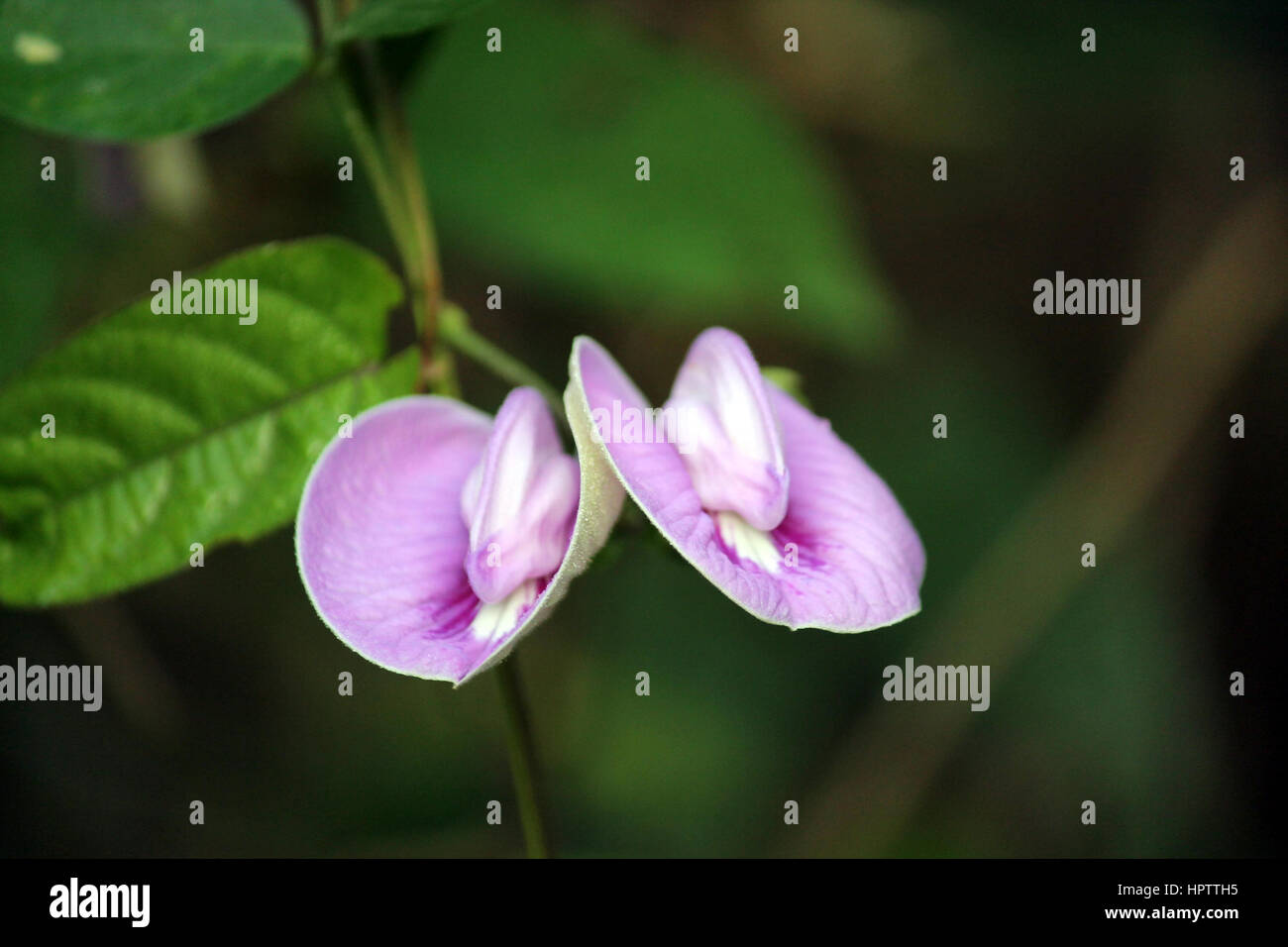 Les plantes et les fleurs Banque D'Images