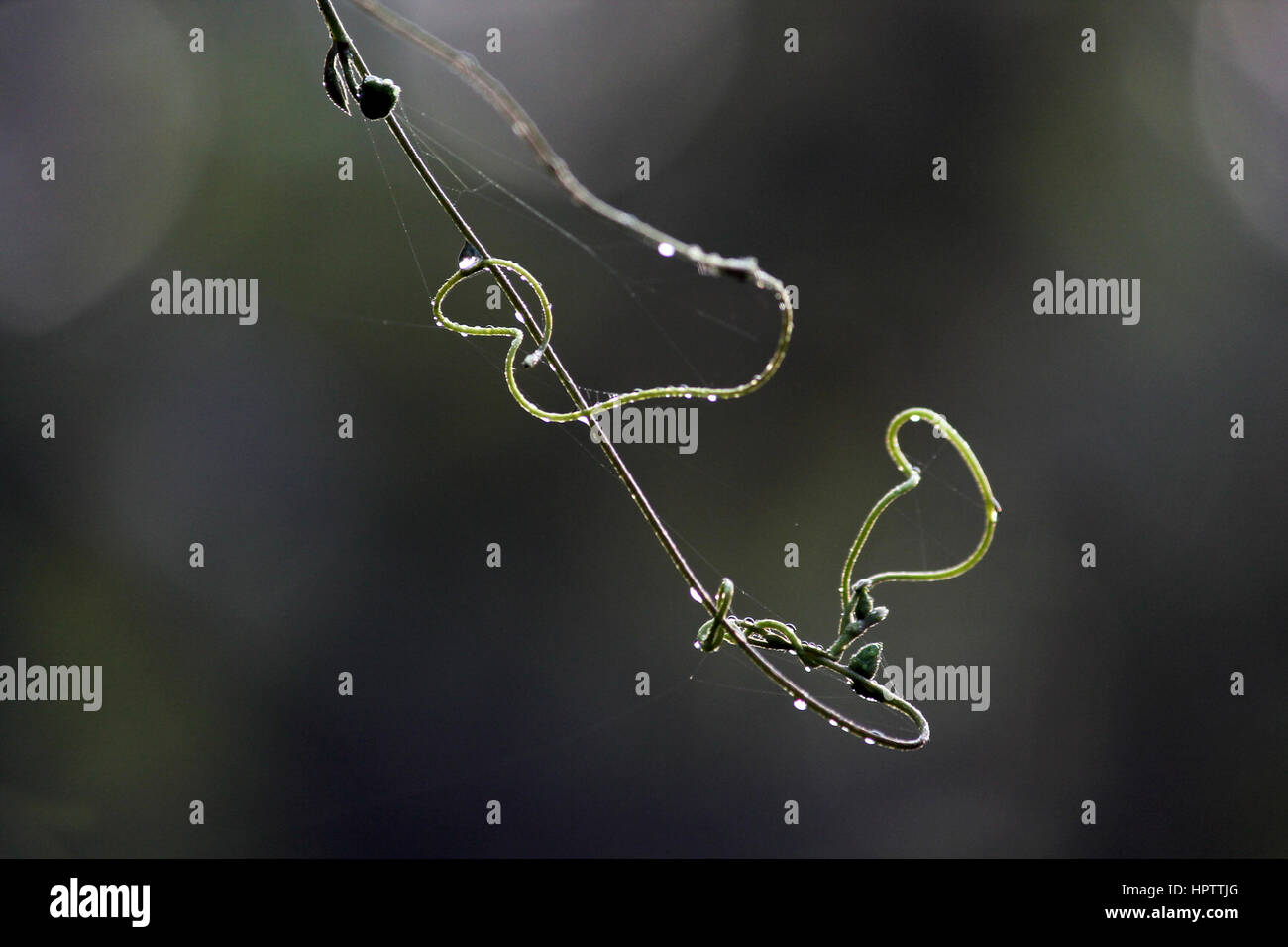 Les plantes et les fleurs Banque D'Images