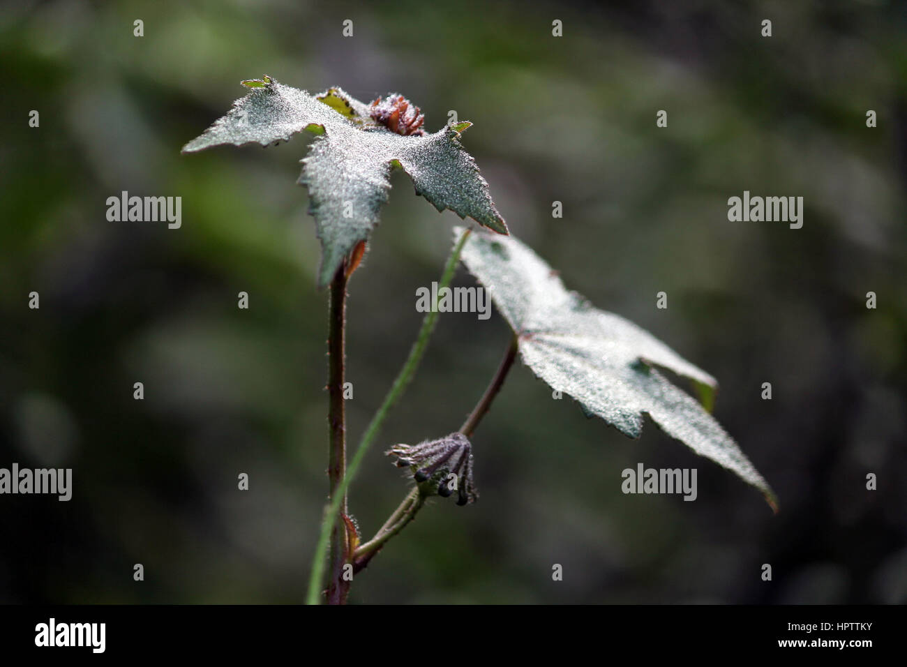 Les plantes et les fleurs Banque D'Images