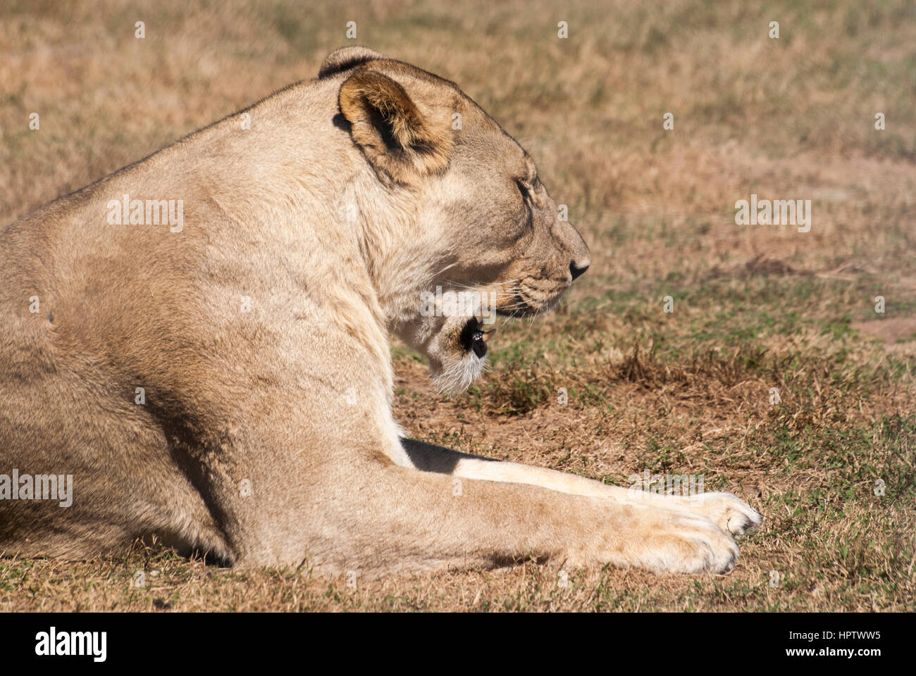 Une lionne bâille après son réveil dans une réserve en Afrique du Sud Banque D'Images