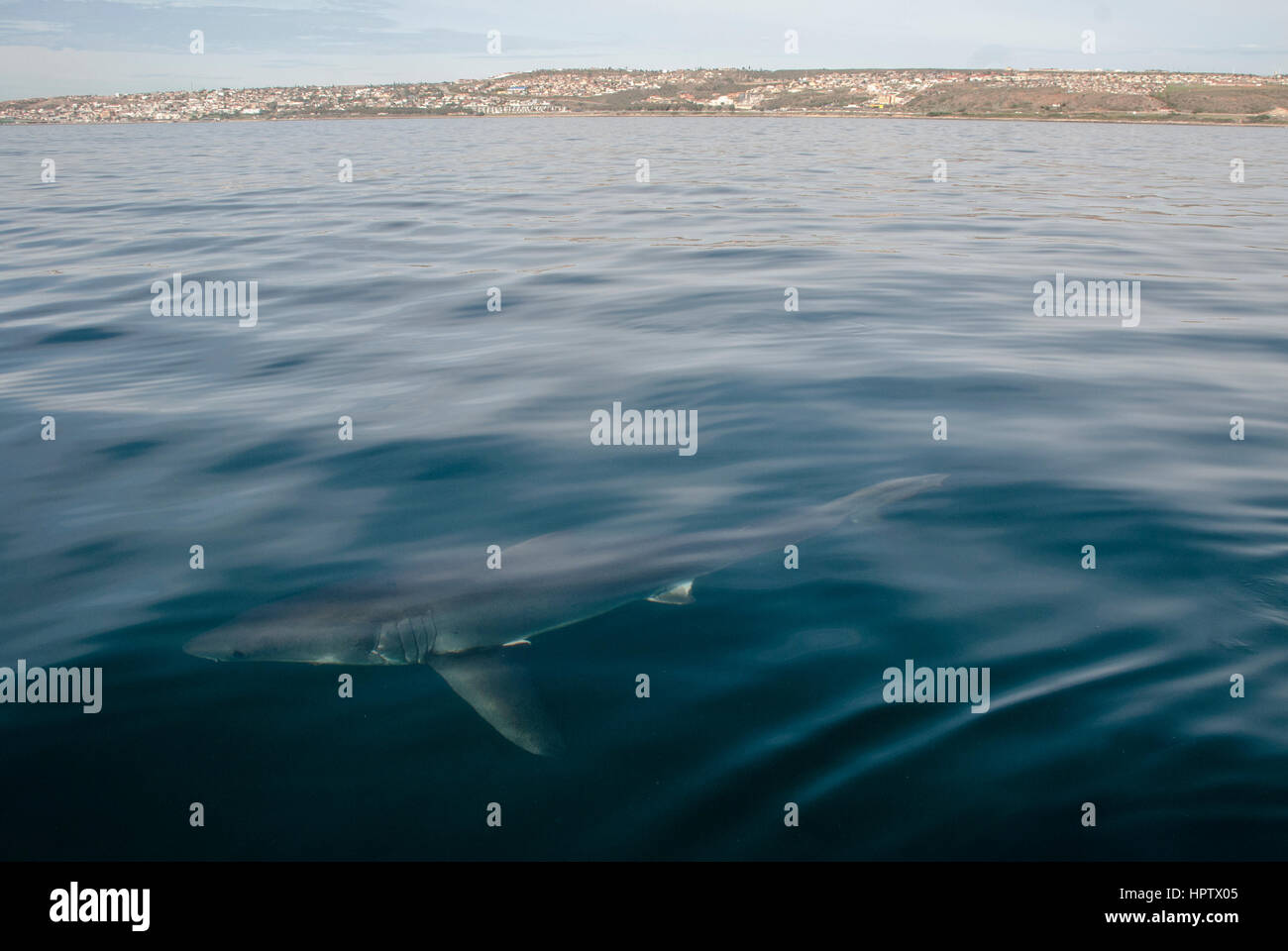 Un grand requin blanc sous l'eau à Mossel Bay, Afrique du Sud Banque D'Images