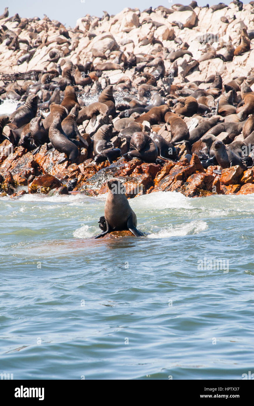 Colonie de phoques à fourrure du Cap en Afrique du Sud Mossel Bay Banque D'Images