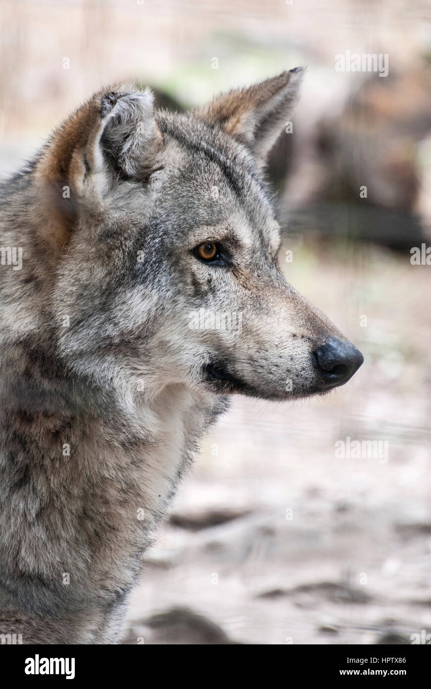 Un hybride loup loup dans un refuge en Afrique du Sud Banque D'Images