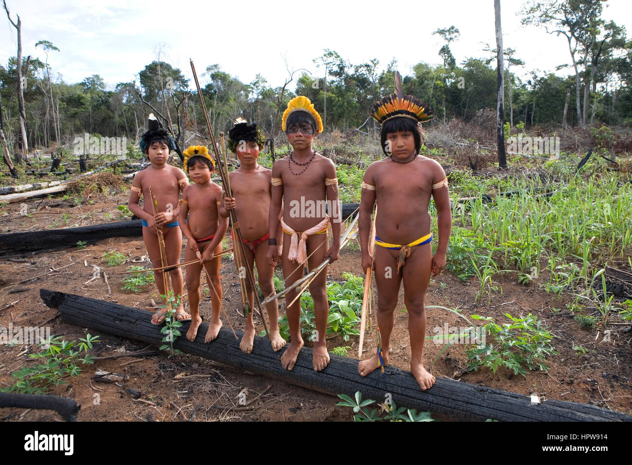 Un lrage partie de l'Amazone a été détruit et transférés dans les terres agricoles. Les principales cultures sont cultivées sont le soja, de l'herbe pour le bétail, et le maïs. La plupart des récoltes sont utilisés pour la production de biocarburants ou exporté vers l'Europe ou US pour l'alimentation animale Banque D'Images