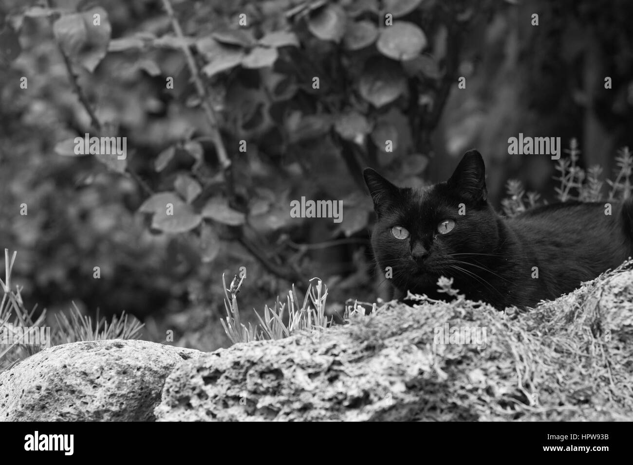 Black Cat en noir et blanc Banque D'Images