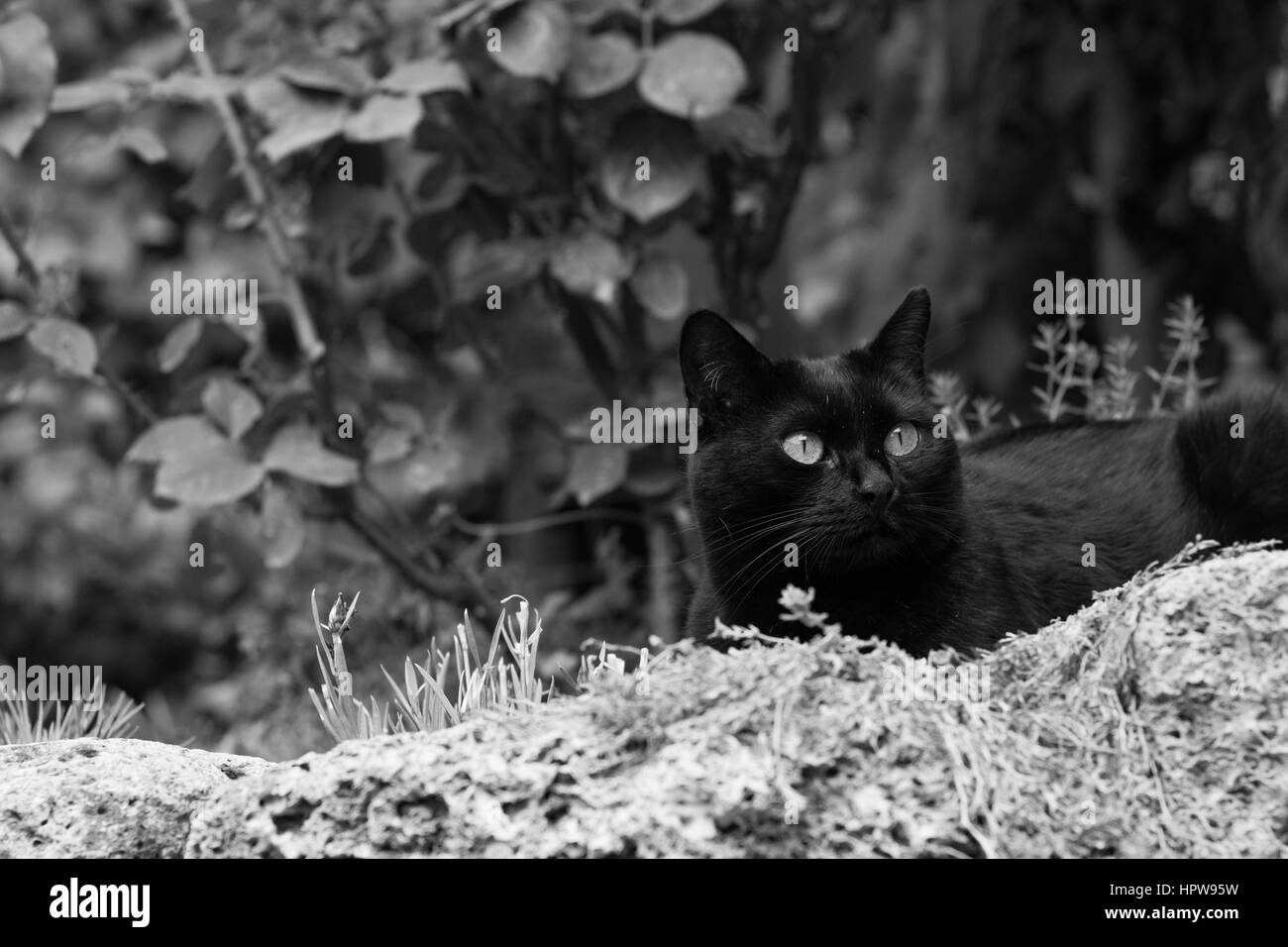 Black Cat en noir et blanc Banque D'Images