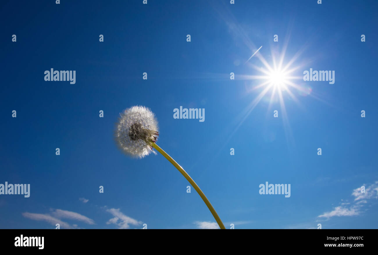 Pissenlit blanc en face de ciel bleu et soleil Banque D'Images